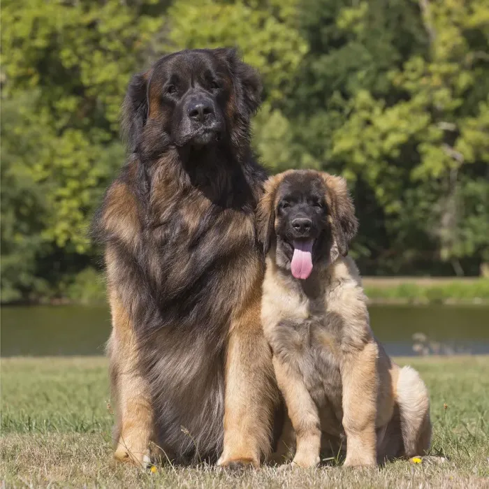 Framed Print : 13131857. Leonberger dog outdoors Date Framed Print : 13131857. Leonberger dog outdoors Date