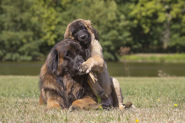 13131858. Leonberger dog outdoors Date