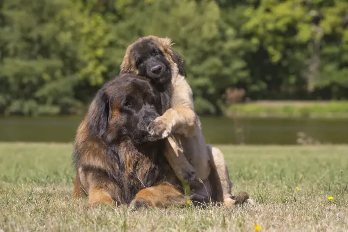 Framed Print : 13131858. Leonberger dog outdoors Date Framed Print : 13131858. Leonberger dog outdoors Date