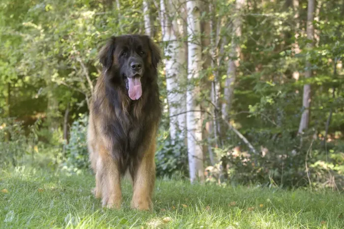 Framed Print : 13131859. Leonberger dog outdoors Date Framed Print : 13131859. Leonberger dog outdoors Date