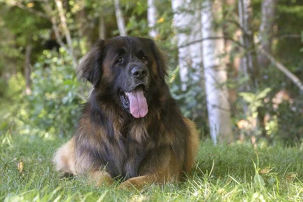 13131860. Leonberger dog outdoors Date