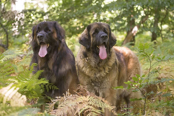 13131861. Leonberger dog outdoors Date