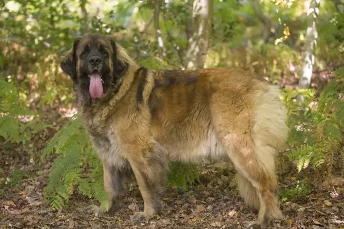 Framed Print : 13131863. Leonberger dog outdoors Date Framed Print : 13131863. Leonberger dog outdoors Date