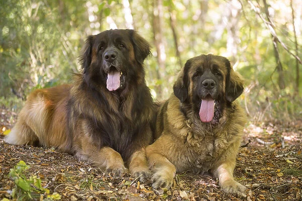13131866. Leonberger dog outdoors Date
