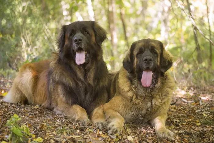 Framed Print : 13131866. Leonberger dog outdoors Date Framed Print : 13131866. Leonberger dog outdoors Date