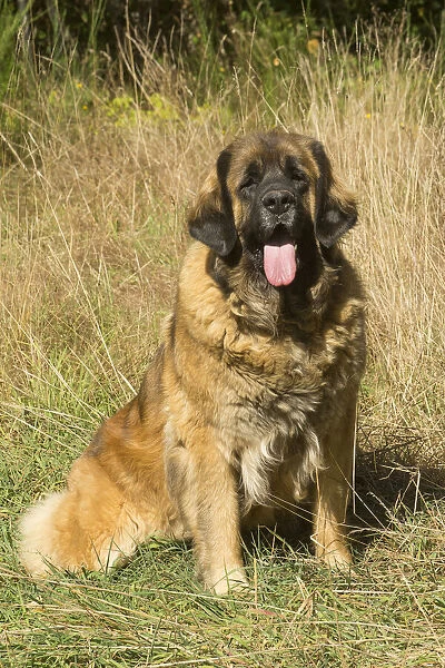 13131867. Leonberger dog outdoors Date