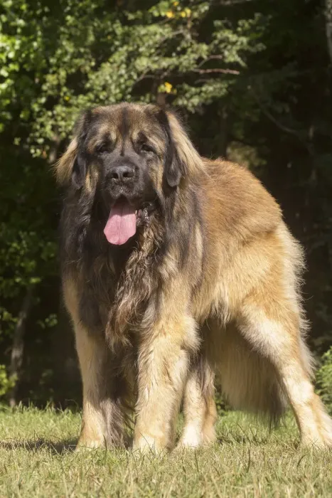 Framed Print : 13131868. Leonberger dog outdoors Date