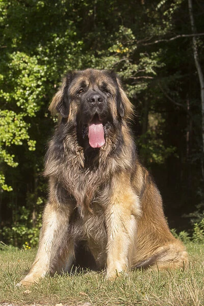 13131869. Leonberger dog outdoors Date