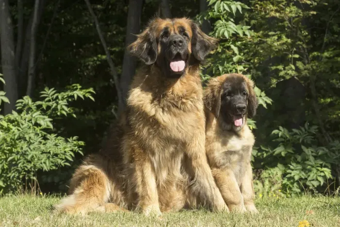 Framed Print : 13131870. Leonberger dog outdoors Date Framed Print : 13131870. Leonberger dog outdoors Date