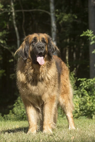 13131871. Leonberger dog outdoors Date