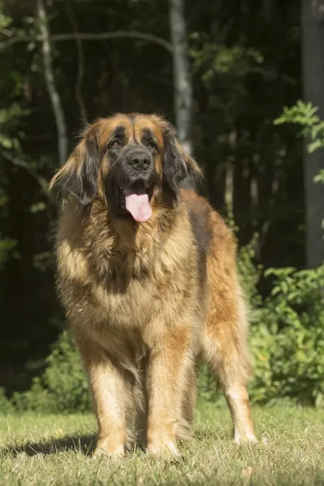 Framed Print : 13131871. Leonberger dog outdoors Date Framed Print : 13131871. Leonberger dog outdoors Date