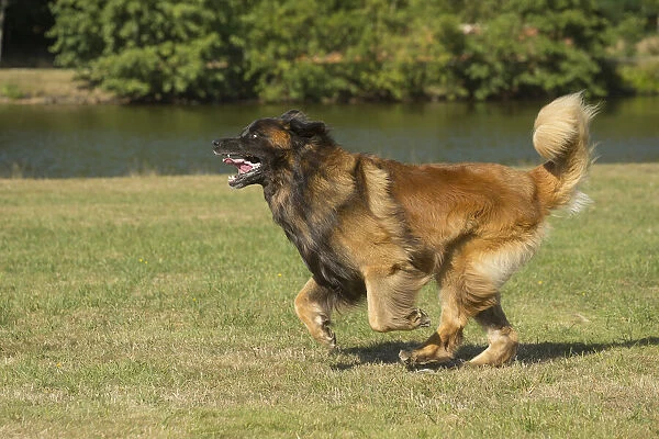13131873. Leonberger dog outdoors Date