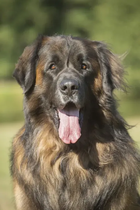 Framed Print : 13131874. Leonberger dog outdoors Date Framed Print : 13131874. Leonberger dog outdoors Date