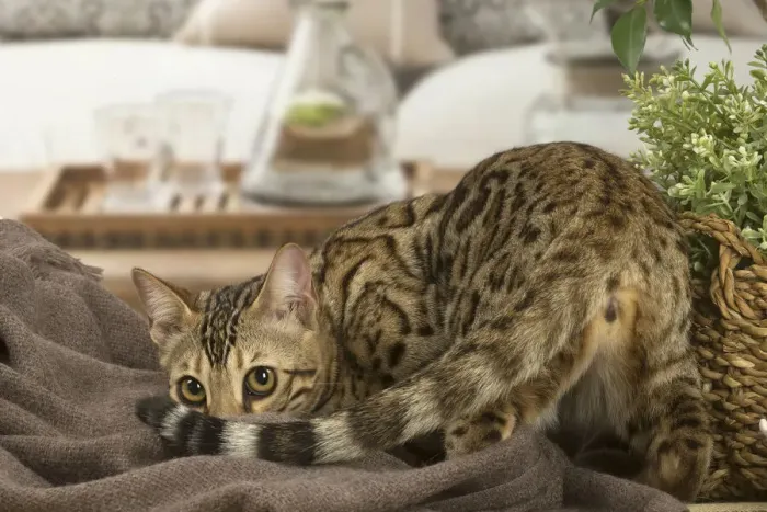 Framed Print : 13131882. Bengal cat indoors Date