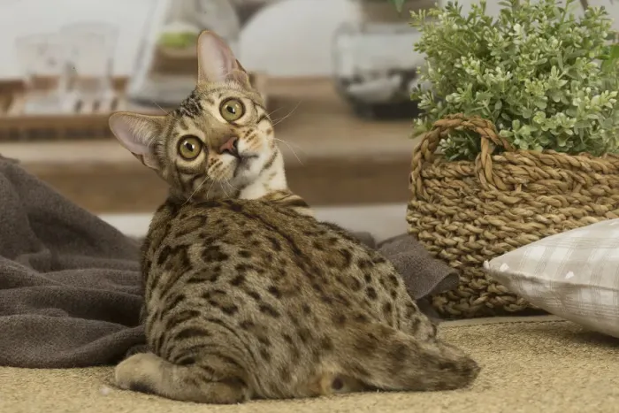 Framed Print : 13131883. Bengal cat indoors Date Framed Print : 13131883. Bengal cat indoors Date