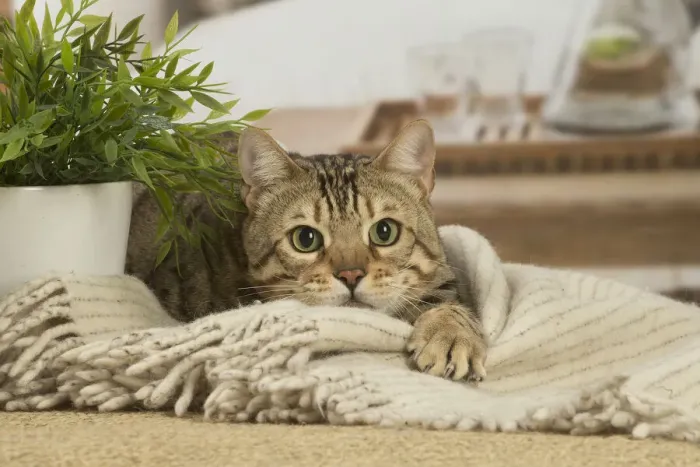 Framed Print : 13131885. Bengal cat indoors Date Framed Print : 13131885. Bengal cat indoors Date