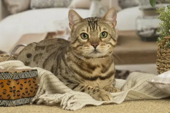 Framed Print : 13131889. Bengal cat indoors Date Framed Print : 13131889. Bengal cat indoors Date