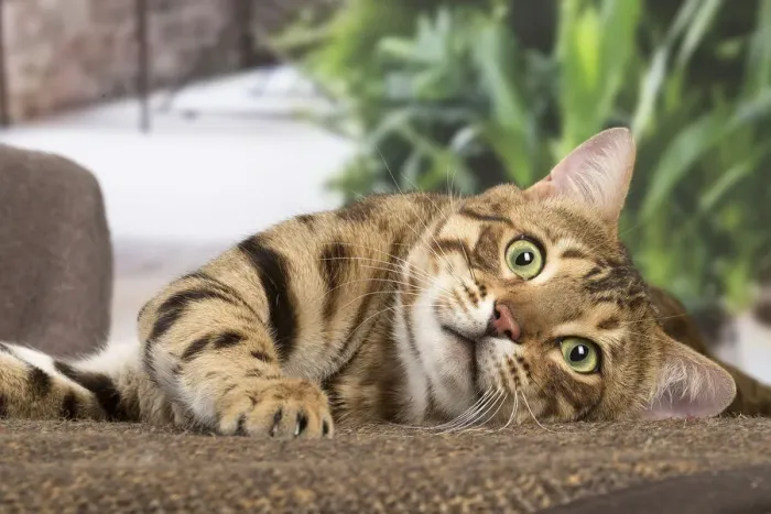 Framed Print : 13131896. Bengal cat indoors Date