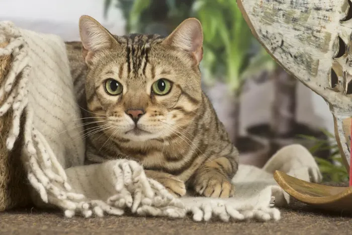Framed Print : 13131900. Bengal cat indoors Date Framed Print : 13131900. Bengal cat indoors Date