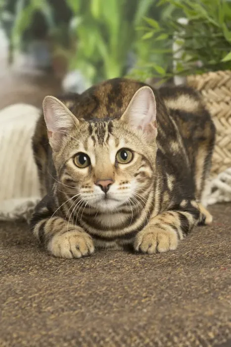Framed Print : 13131902. Bengal cat indoors Date Framed Print : 13131902. Bengal cat indoors Date