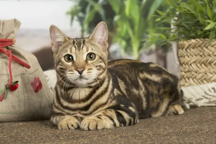 Framed Print : 13131903. Bengal cat indoors Date Framed Print : 13131903. Bengal cat indoors Date
