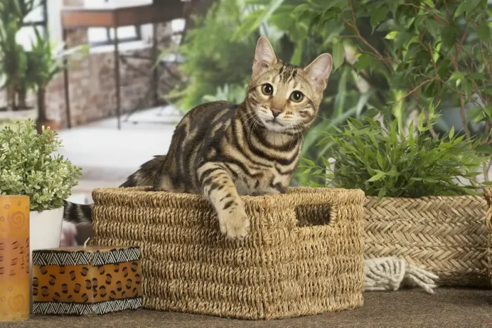Framed Print : 13131904. Bengal cat indoors Date Framed Print : 13131904. Bengal cat indoors Date