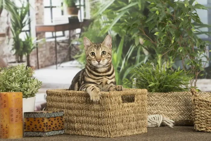 Framed Print : 13131905. Bengal cat indoors Date Framed Print : 13131905. Bengal cat indoors Date