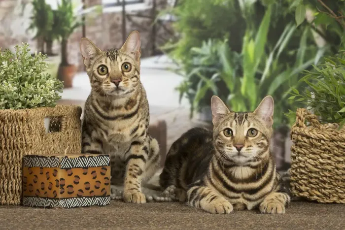 Framed Print : 13131906. Bengal cats indoors Date Framed Print : 13131906. Bengal cats indoors Date