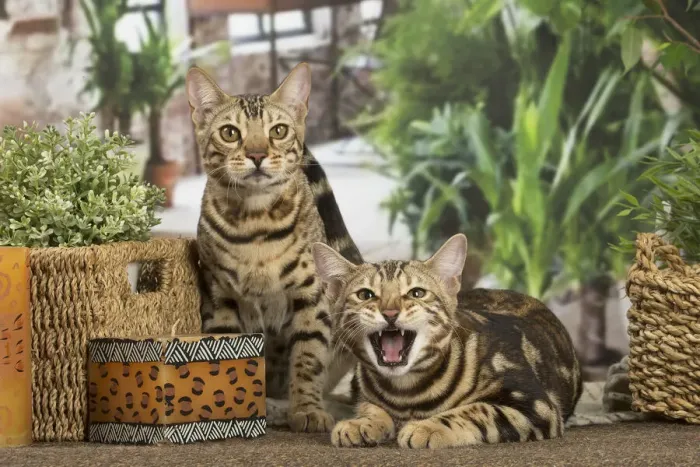 Framed Print : 13131907. Bengal cats indoors Date Framed Print : 13131907. Bengal cats indoors Date
