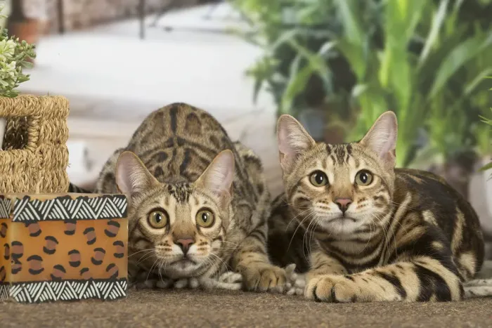 Framed Print : 13131908. Bengal cats indoors Date Framed Print : 13131908. Bengal cats indoors Date