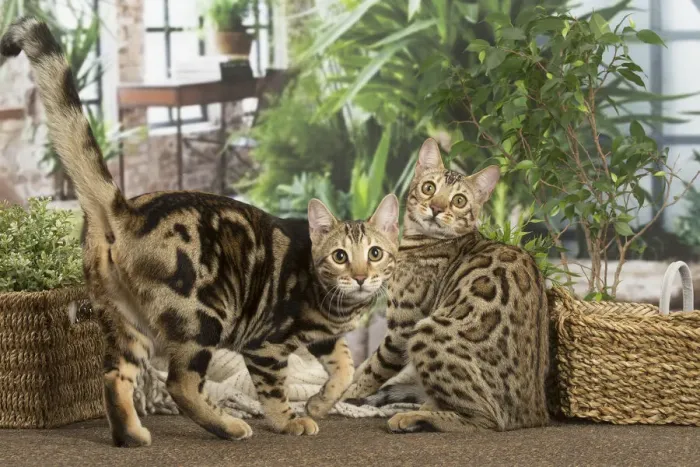 Framed Print : 13131909. Bengal cats indoors Date Framed Print : 13131909. Bengal cats indoors Date