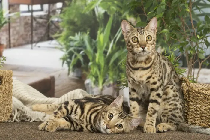 Framed Print : 13131910. Bengal cats indoors Date Framed Print : 13131910. Bengal cats indoors Date
