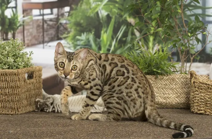 Framed Print : 13131912. Bengal cat indoors Date Framed Print : 13131912. Bengal cat indoors Date