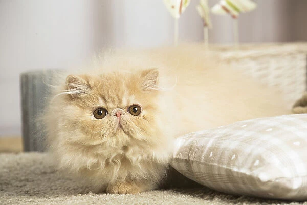13131921. Cream Persian cat indoors Date