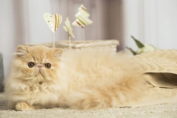 13131922. Cream Persian cat indoors Date