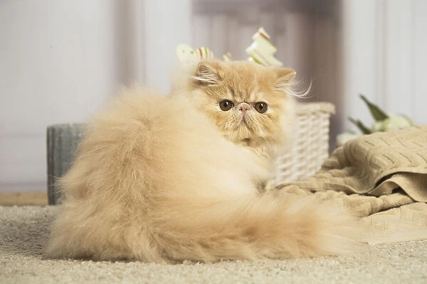 13131923. Cream Persian cat indoors Date