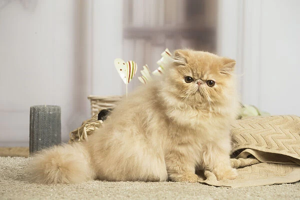 13131924. Cream Persian cat indoors Date