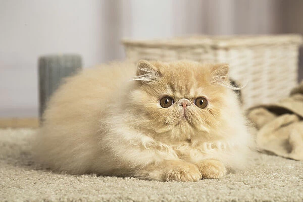 13131925. Cream Persian cat indoors Date