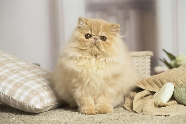 13131926. Cream Persian cat indoors Date