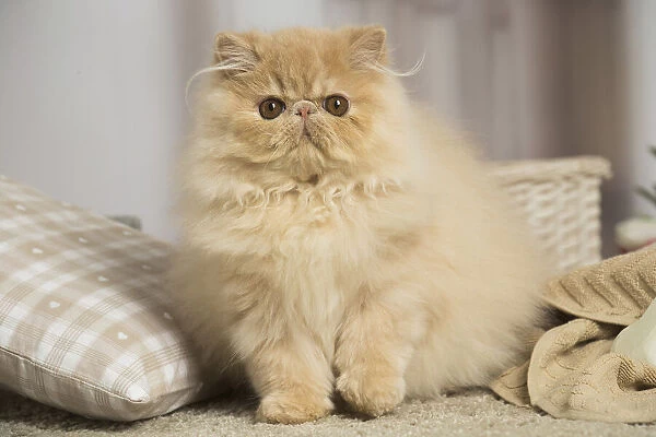 13131927. Cream Persian cat indoors Date