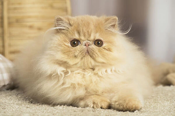 13131929. Cream Persian cat indoors Date