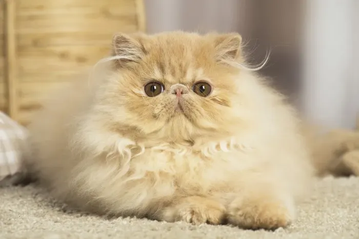 Framed Print : 13131929. Cream Persian cat indoors Date Framed Print : 13131929. Cream Persian cat indoors Date