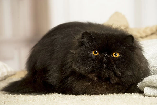 13131932. Black Persian cat indoors Date