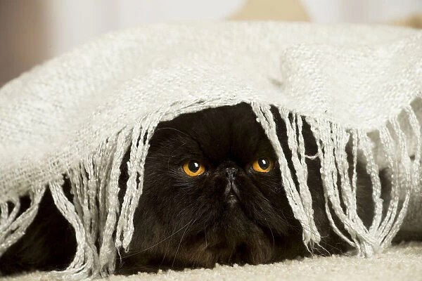 13131933. Black Persian cat indoors Date