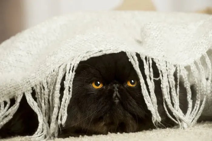 Framed Print : 13131933. Black Persian cat indoors Date Framed Print : 13131933. Black Persian cat indoors Date