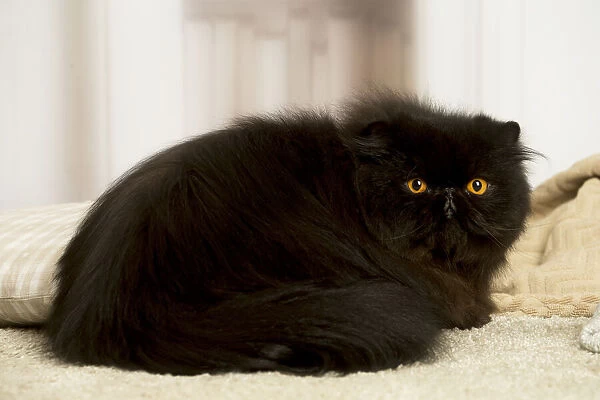 13131935. Black Persian cat indoors Date
