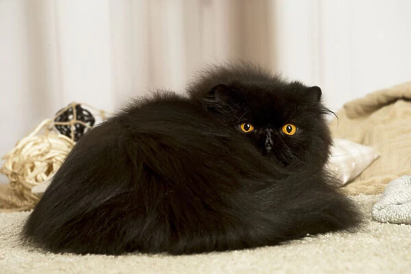 13131936. Black Persian cat indoors Date