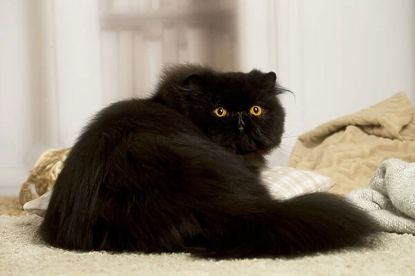 13131937. Black Persian cat indoors Date