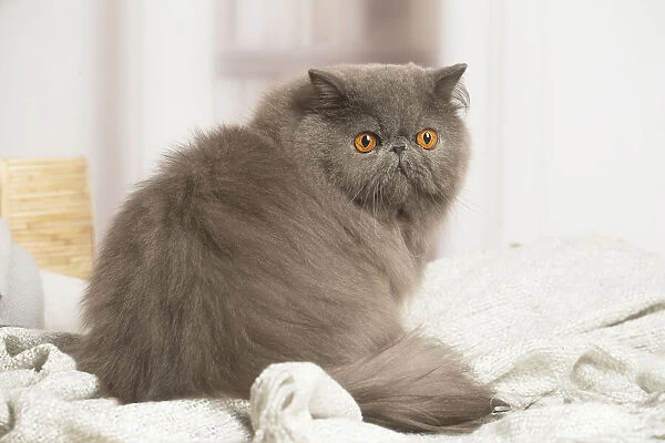 13131941. Blue Persian cat indoors Date