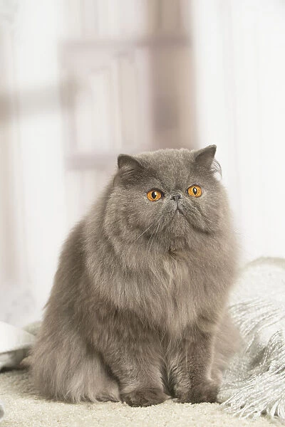 13131943. Blue Persian cat indoors Date